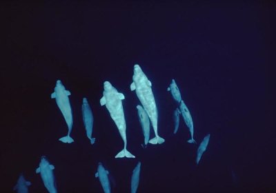 Flip Nicklin - Beluga curious pod at 200 ft depth, Lancaster Sound, Nunavut, Canada