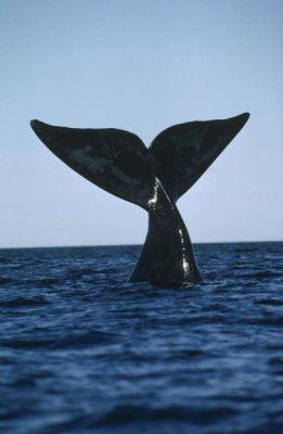 Flip Nicklin - Southern Right Whale tail, Peninsula Valdez, Argentina