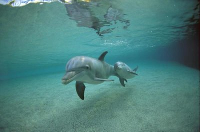 Flip Nicklin - Bottlenose Dolphin underwater mother and young, Hawaii