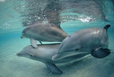 Flip Nicklin - Bottlenose Dolphin underwater trio, Hawaii