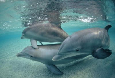 Flip Nicklin - Bottlenose Dolphin underwater trio, Hawaii