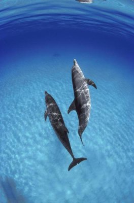 Flip Nicklin - Atlantic Spotted Dolphin, pair underwater, Bahamas