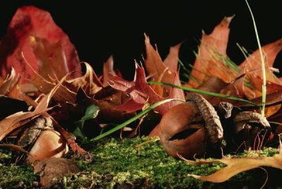 Mark Moffett - Northern Red Oak tree with acorns, Massachusetts