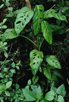 Mark Moffett - Monstera vine growing at base of tree in rainforest, Panama