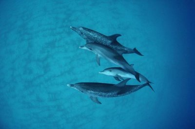 Flip Nicklin - Atlantic Spotted Dolphin underwater group of adults and juveniles, Bahamas