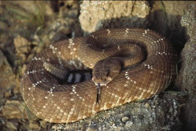 Larry Minden - Red Rattlesnake sensing with its tongue, Baja, Mexico