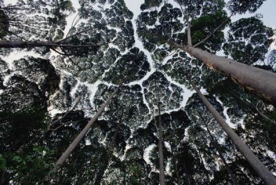 Mark Moffett - Kapur trees showing crown shyness, Malaysia