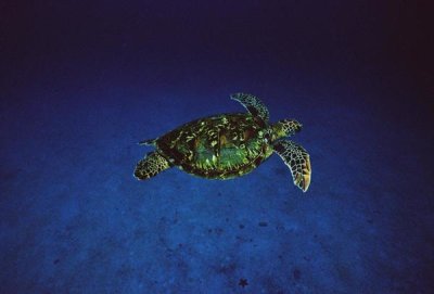 Flip Nicklin - Green Sea Turtle swimming off of Cocos Island, Costa Rica
