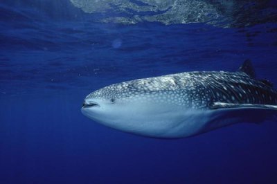 Flip Nicklin - Whale Shark portrait, largest shark species, Cocos Island, Costa Rica