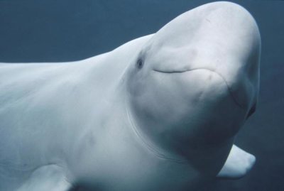 Flip Nicklin - Beluga, Vancouver Aquarium, Canada