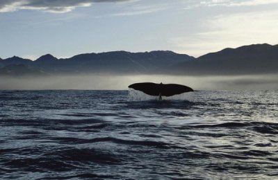 Flip Nicklin - Sperm Whale tail, New Zealand