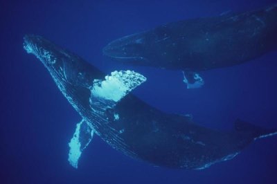 Flip Nicklin - Humpback Whale singer and joiner, Maui, Hawaii