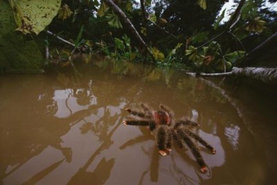 Mark Moffett - Peruvian Pinktoe Tarantula, Peru