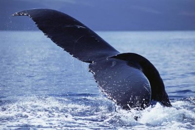 Flip Nicklin - Humpback Whale tail lobs, Maui, Hawaii