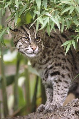 San Diego Zoo - Fishing Cat portrait, native to Southeast Asia