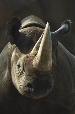 San Diego Zoo - Black Rhinoceros portrait, native to Africa