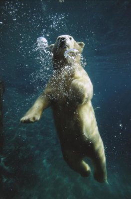 San Diego Zoo - Polar Bear swimming underwater, native to North America