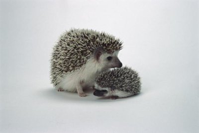 San Diego Zoo - African Hedgehog baby and mother, native to Africa