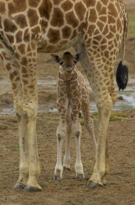 San Diego Zoo - Rothschild Giraffe calf hiding under mother, native to Africa