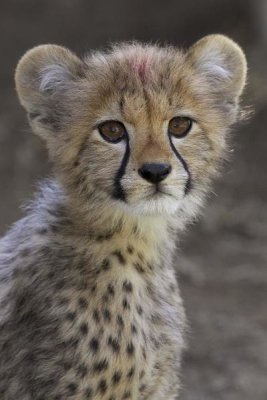 San Diego Zoo - Cheetah cub portrait, native to Africa