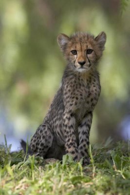 San Diego Zoo - Cheetah cub portrait, native to Africa