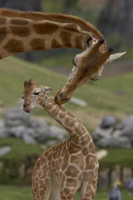 San Diego Zoo - Rothschild Giraffe mother nuzzling calf, native to Africa