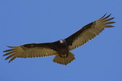 San Diego Zoo - Turkey Vulture soaring overhead, native to North America