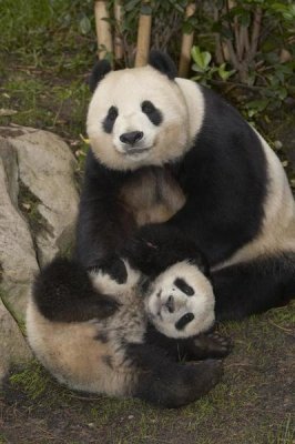 San Diego Zoo - Giant Panda mother and baby, native to China