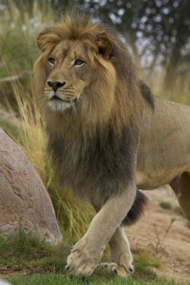 San Diego Zoo - African Lion male portrait, native to Africa