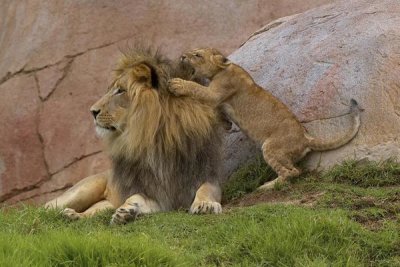San Diego Zoo - African Lion cub playing with male, native to Africa