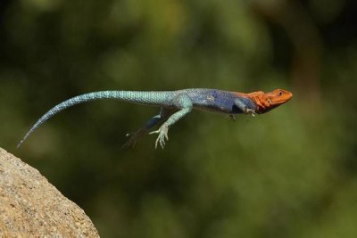 San Diego Zoo - Red-headed Rock Agama male lizard jumping, native to Africa