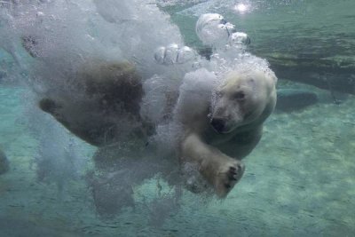 San Diego Zoo - Polar Bear swimming underwater