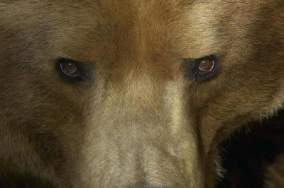 San Diego Zoo - Grizzly Bear portrait, native to North America