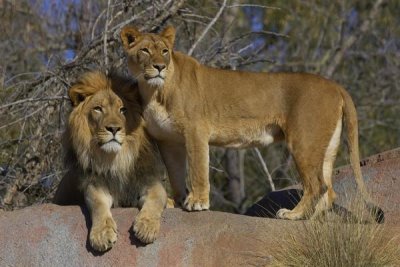 San Diego Zoo - African Lion male and African Lioness, native to Africa