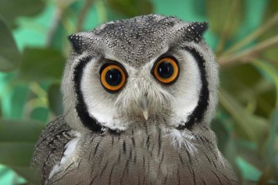 San Diego Zoo - Southern White-faced Owl portrait, native to southern Africa