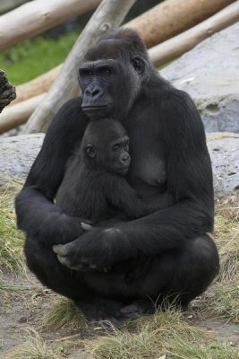San Diego Zoo - Western Lowland Gorilla mother and baby, native to Africa