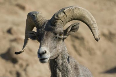 San Diego Zoo - Bighorn Sheep male, native to North America