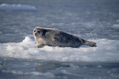 Flip Nicklin - Bearded Seal on ice floe, Norway