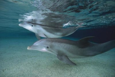 Flip Nicklin - Bottlenose Dolphin adult and juvenile swimming in shallow water, Hawaii