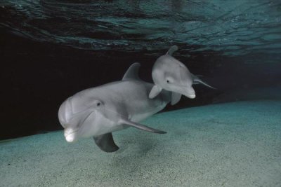 Flip Nicklin - Bottlenose Dolphin mother and baby swimming underwater