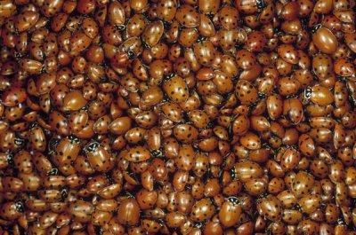 Mark Moffett - Convergent Lady Beetle mass on Mt Lemmon, Tucson, Arizona