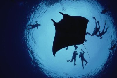 Flip Nicklin - Manta Ray, Flower Garden Banks NMS, Louisiana, Gulf of Mexico