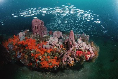 Flip Nicklin - Coral and schooling fish, Gray's Reef NMS, Georgia