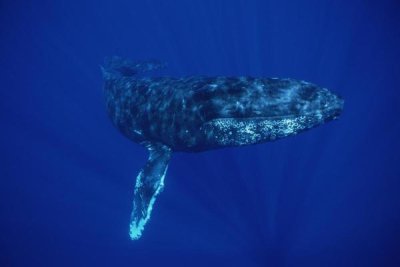 Flip Nicklin - Humpback Whale, Maui, Hawaii