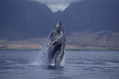 Flip Nicklin - Humpback Whale breaching, Maui, Hawaii