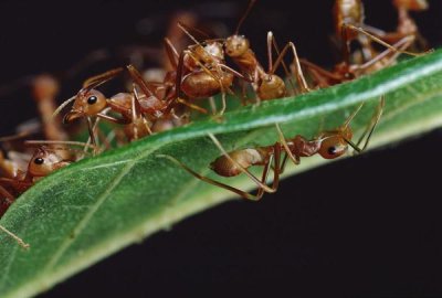 Mark Moffett - Green Tree Ants on  leaf with Ant-mimicking Jumping Spider hiding below, Sri Lanka
