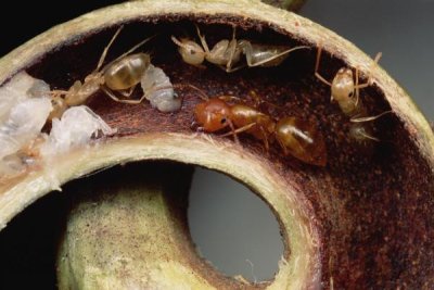 Mark Moffett - Carpenter Ants and pupae nest safely in tendril of carnivorous pitcher plant, Borneo
