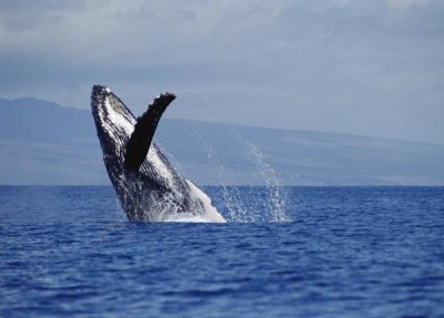 Flip Nicklin - Humpback Whale breaching, Maui, Hawaii