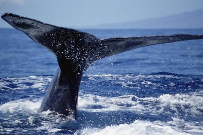 Flip Nicklin - Humpback Whale whale tail, Maui, Hawaii