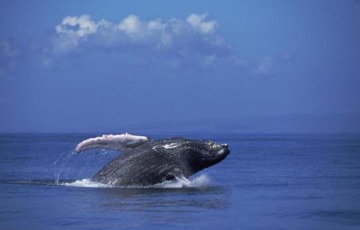 Flip Nicklin - Humpback Whale breaching, Maui, Hawaii